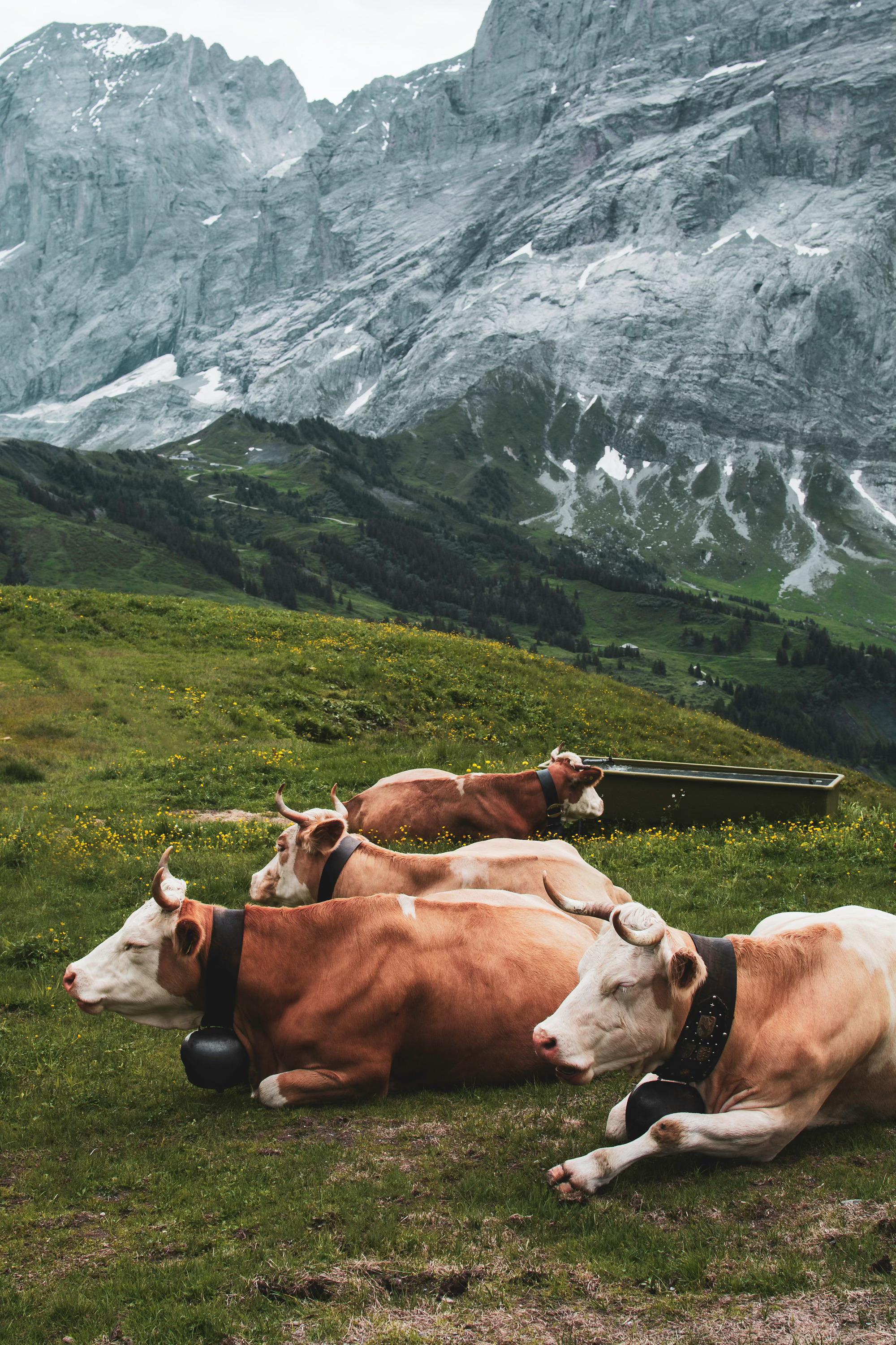photo de vache de dans la prairie