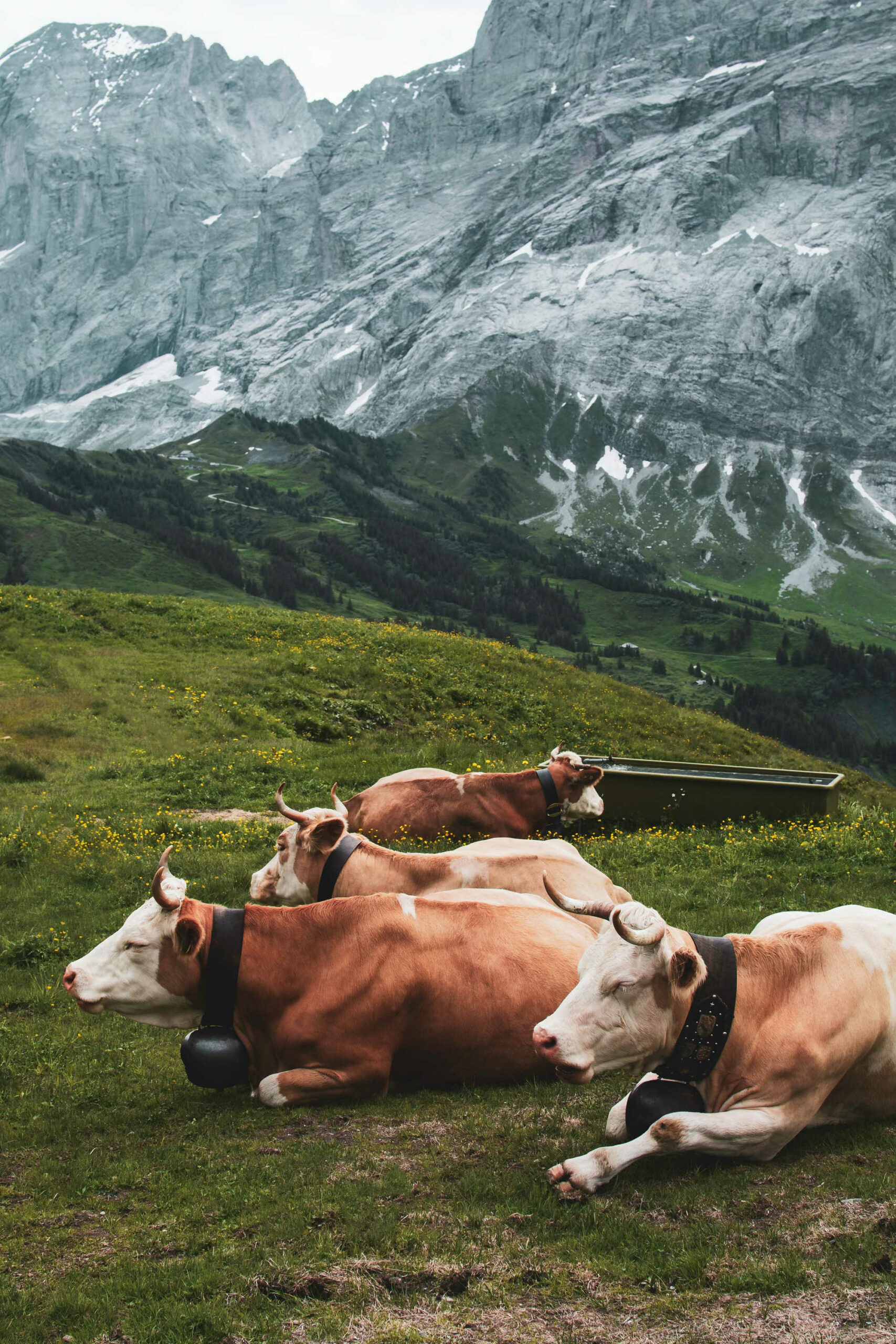 photo de vache de dans la prairie